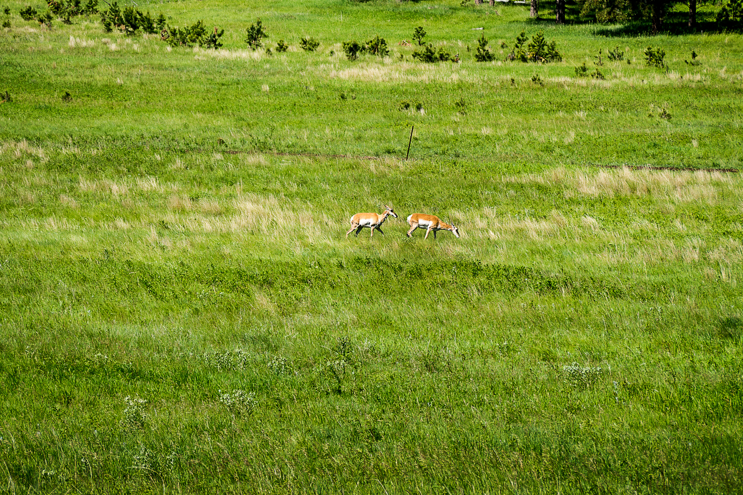 custer state park, south dakota (3).webp